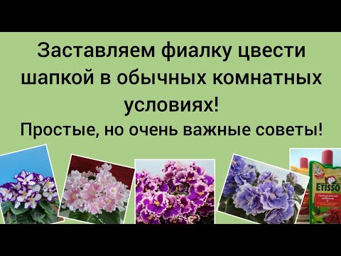 Видео: Шапочное цветение фиалки в домашних условиях!
