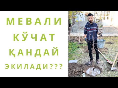 Видео: ХОНАДОНЛАР ВА БОҒЛАРДА КЎЧАТ ЭКИШ ТАРТИБИ (АМАЛИЁТ)!