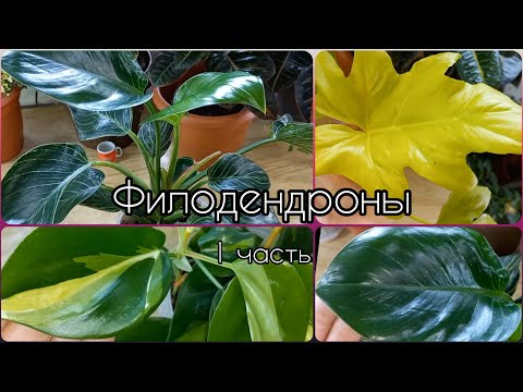 Видео: 1 часть🌱ФИЛОДЕНДРОНЫ🌹Обзор🌱Селло Сатин Голд🌱Бразил (Медиопикта)🌱Биркин🌹Крошки Кобра и Маска