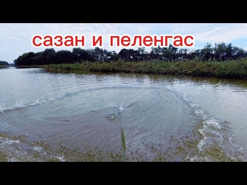 Видео: Осенний выезд на кастинговую сеть — поймал САЗАНА И ПЕЛЕНГАСА. #fishing #낚시 #рыбалка #fish #кино 