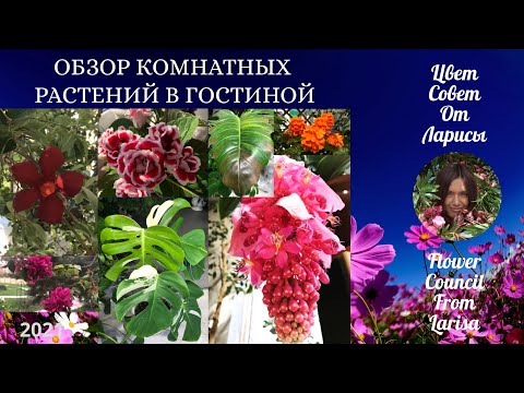 Видео: ОБЗОР КОМНАТНЫХ РАСТЕНИЙ В ГОСТИНОЙ