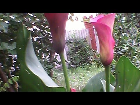 Видео: Каллы проснулись,когда сажать?
