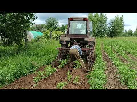 Видео: Продолжение полевых работ. Окучивание картофеля.