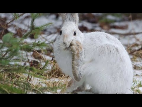 Видео: Охота на зайца русака с МР 155! Потропили От Души