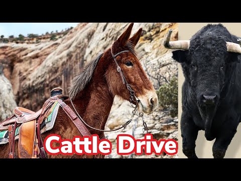 Видео: Выпас скота в суровой пустыне!