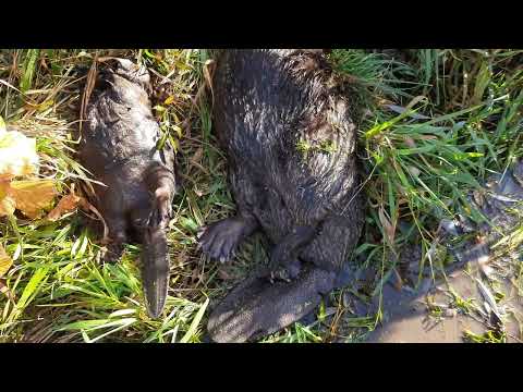 Видео: Охота на бобра.  Установка и проверка капканов.  Супер результат 