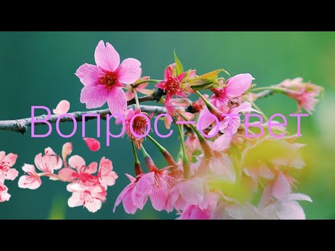 Видео: Вопрос -ответ вместе с Лерой!💖💗🙈😱