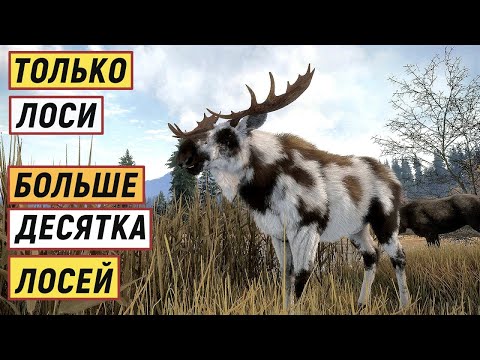 Видео: TheHunter Call of the Wild - ОХОТА только на ЛОСЕЙ.  Интересный ЭКЗЕМПЛЯР # 141