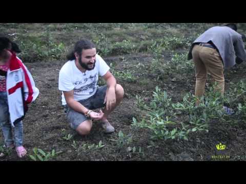 Видео: Производство зеленого чая Чуань Люй Ча (мао фэн) в Мэндине