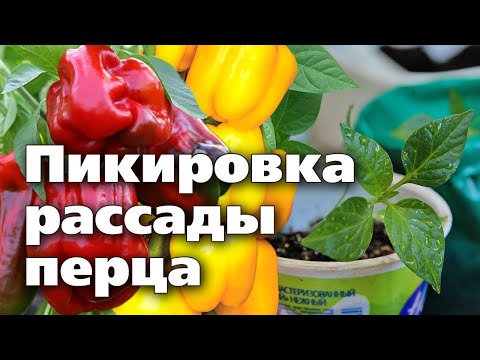 Видео: Как пикировать рассаду перца правильно  Мастер   клаcc + советы по дальнейшему уходу