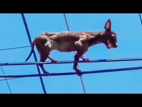 Видео: 26 Вещей, Которые Вы Точно не Ожидаете Увидеть, Выходя из Дома