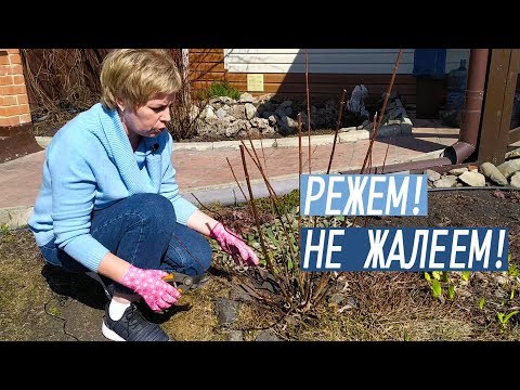 Видео: Обрезка метельчатой гортензии весной / Садовый гид