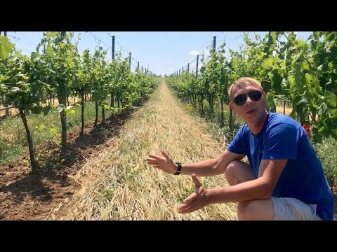 Видео: No-till в винограднике | Покровные культуры в междурядиях