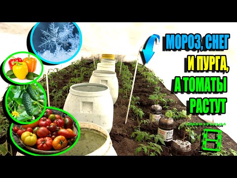 Видео: ЗАМОРОЗКИ И СНЕГ, КАК ОТРАБОТАЛА ПРОТИВОМОРОЗНАЯ СИСТЕМА НА ТОМАТАХ И ОГУРЦАХ? ЭКО-САД ВЫХОДНОГО ДНЯ