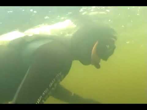 Видео: Подводная охота   В лабиринтах затопленного леса