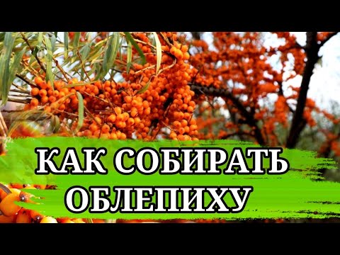 Видео: ОБЛЕПИХА. Как Собирать Облепиху Быстро