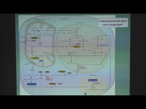 Видео: Носов А. М. - Физиология растений I - 3. Физиология растений