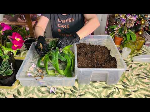Видео: Стрептокарпусы. 🌸🌿Омоложение и пересадка.