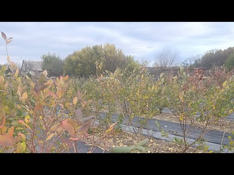Видео: Состояние голубики на 31октября 