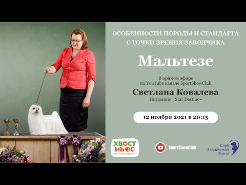 Видео: Мальтезе / Светлана Ковалева. Питомник Star Destino