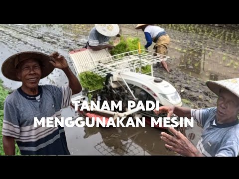 Видео: ПОСМОТРИТЕ, КАК ПОСАДКА РИСА С ИСПОЛЬЗОВАНИЕМ МАШИНЫ / 1000 М2 30 МИНУТ НА ВСЕ