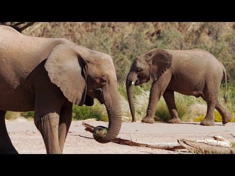 Видео: Выжившие в Намибе: путешествие слонов пустыни