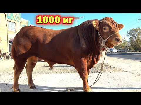 Видео: ЭРТАГА ГУ́ШТГА МАРХАМАТ ХУСИНБОЙ КАССОБ ГУ́ШТХОНАСИ ЛЕМУЗИН ПАРОДА 1 ТУ́ННА !!! ХОРАЗМ БОЗОР 