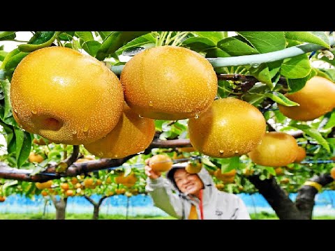 Видео: Самая дорогая груша в мире - удивительная японская сельскохозяйственная технология фермы