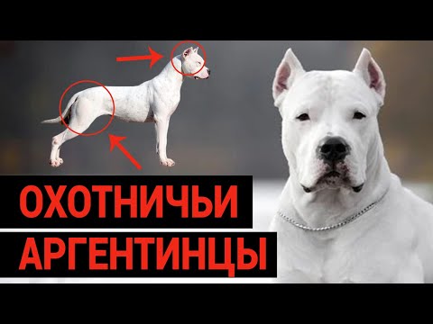 Видео: Охотничьи Аргентинцы / Аргентинский Дог / Порода собак // Dogo Argentino