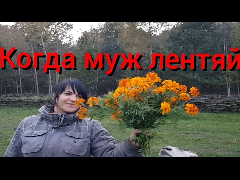 Видео: Жена работает , а муж ничего не делает . Сбор красноголовиков поздней осенью.