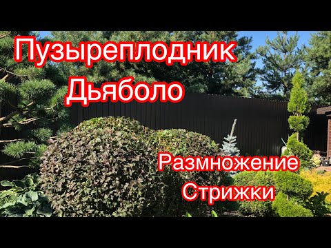 Видео: ПУЗЫРЕПЛОДНИК ДЬЯБОЛО!!! ПОСАДКИ.. РАЗМНОЖЕНИЕ... СТРИЖКИ
