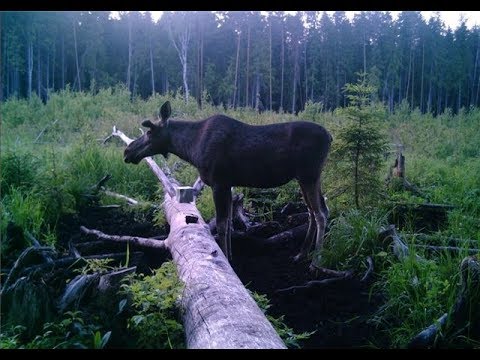 Видео: Лоси на солонце
