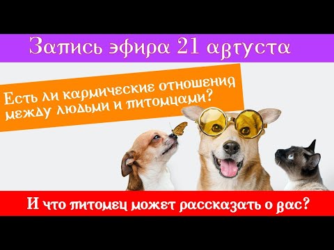 Видео: 21 августа  Есть кармические отношения между людьми и питомцами?