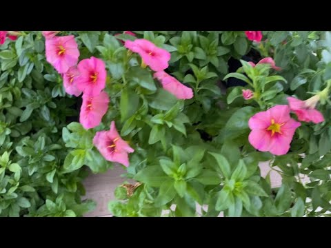 Видео: Как правильно пересадить и формировать калибрахоа.