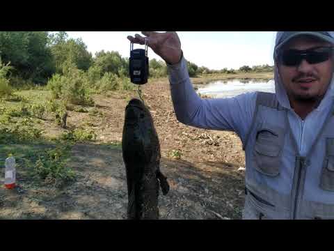 Видео: ТРОФЕЙНАЯ РЫБАЛКА НА ЗМЕЕГОЛОВА /  ЛОВЛЯ НА СПИННИНГ