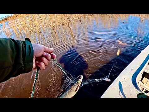 Видео: Сети кишат рыбой. Проверяем сети и фитили. Рыбалка на севере.
