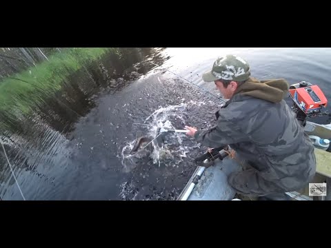 Видео: ЩУКА И ОКУНЬ КЛЕВАЛИ КАК СУМАСШЕДШИЕ / РЫБАЛКА НА СПИННИНГ И КРУЖКИ / РЫБАЛКА В КАРЕЛИИ