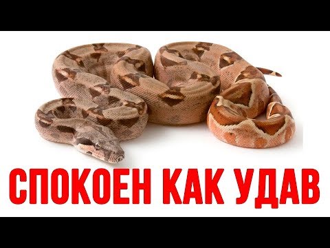 Видео: КАК БЫСТРО УСПОКОИТЬСЯ. Как всегда быть спокойным.