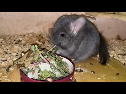 Видео: Питание шиншилл (инструкция по кормлению). Как и чем кормить шиншиллу?