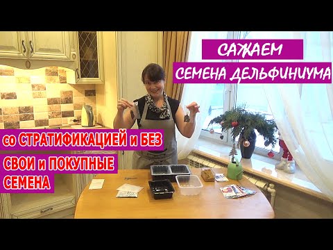 Видео: ДЕЛЬФИНИУМ из СЕМЯН. ПОСЕВ со СТРАТИФИКАЦИЕЙ и БЕЗ! Нужна ли стратификация?