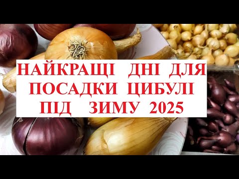 Видео: НАЙКРАЩІ  ДНІ  ДЛЯ  ПОСАДКИ  ЦИБУЛІ  У  ЖОВТНІ  ТА  ЛИСТОПАДІ 2025 року. Коли та як посадити цибулю