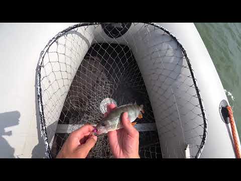 Видео: Ловля Окуня на отводной поводок!2021 Спиннинг!Лодка!Лето!Рыбалка!