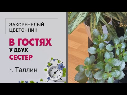 Видео: В гостях у двух родных сестер. г. Таллинн | Антиквариат и классика цветоводства
