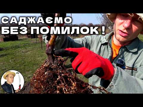 Видео: Як Посадити Садженець Правильно:  Розповсюджені Помилки з Досвіду