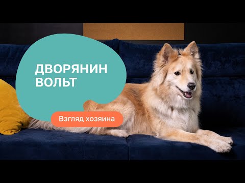 Видео: Дворняжка: плюсы и минусы - шоу “Ожидание/реальность”