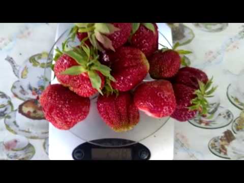 Видео: ПАН114 Органическое  выращивание клубники