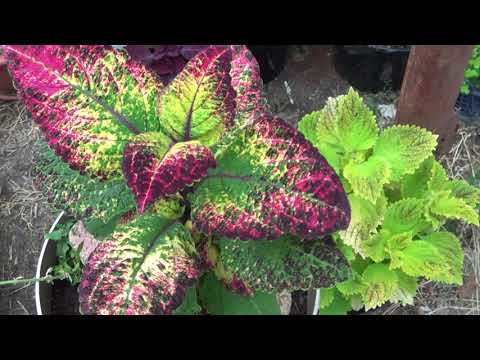 Видео: Колеусы видеокаталог 1