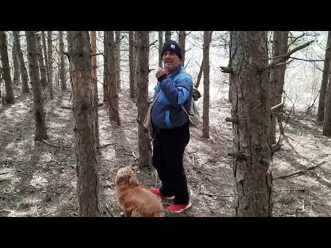 Видео: Търсене на нови райони за лов на трюфели  - Част 3