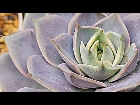 Видео: Сажаю суккуленты из №31, немного болталки и мой опыт!