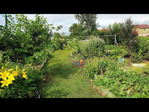 Видео: Показываю РЕЗУЛЬТАТ! ОБЗОР огорода. ПЕЧАЛИ и РАДОСТИ этого сезона